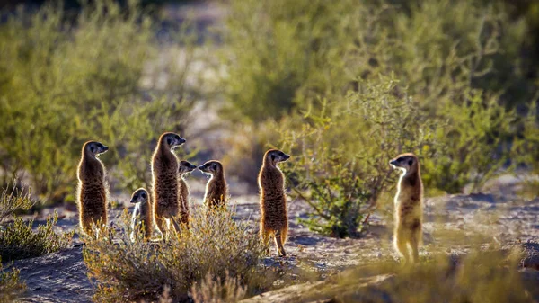 Familie Meerkat Staat Bij Zonsopgang Alert Het Grensoverschrijdende Park Kgalagadi — Stockfoto