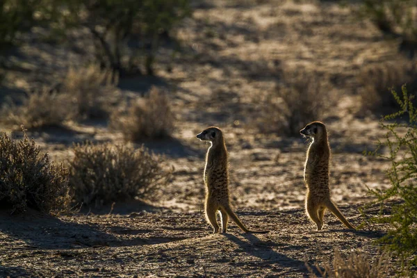 Twee Meerkats Alarm Verlicht Struikgewas Kgalagadi Grensoverschrijdend Park Zuid Afrika — Stockfoto