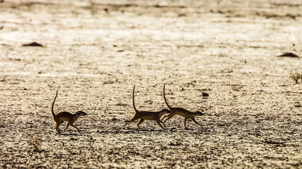 南アフリカのKgalagadiの国境公園の乾燥地で実行されている3つのミーアキャット 種Suricata Suricatta Herpestidaeの家族 — ストック写真