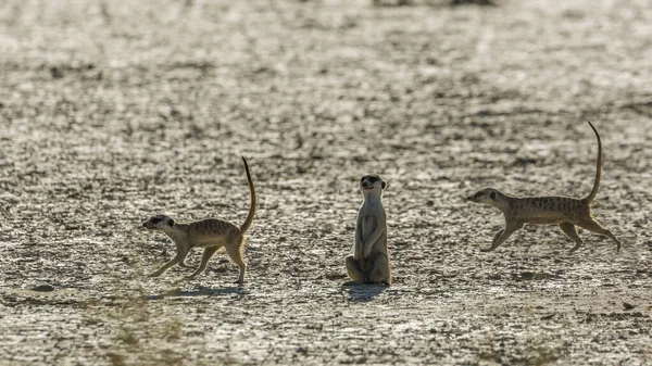 Drie Meerkats Die Droogland Kgalagadi Grensoverschrijdend Park Zuid Afrika Specie — Stockfoto