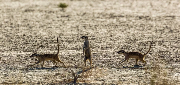 Drie Meerkats Die Droogland Kgalagadi Grensoverschrijdend Park Zuid Afrika Specie — Stockfoto