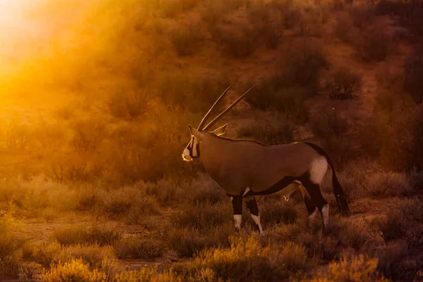 Oryx Sul Africano Frente Pôr Sol Parque Transfronteiriço Kgalagadi África — Fotografia de Stock