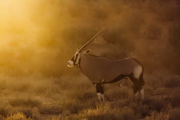 Oryx Sud Africain Debout Devant Coucher Soleil Dans Parc Transfrontalier — Photo