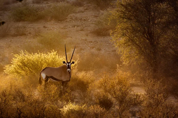 Südafrikanische Oryx Gegenlicht Der Dämmerung Kgalagadi Grenzüberschreitenden Park Südafrika Art — Stockfoto