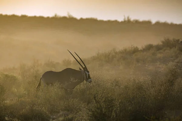 Νότια Αφρική Oryx Πόδια Στο Ηλιοβασίλεμα Kgalagadi Διασυνοριακό Πάρκο Νότια — Φωτογραφία Αρχείου