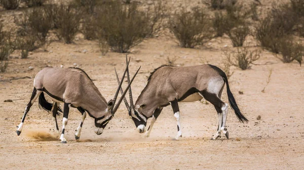 Dos Corridas Toros Oryx Sudafricanos Parque Transfronterizo Kgalagadi Sudáfrica Especie —  Fotos de Stock