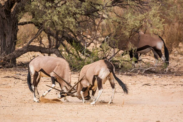 Δύο Ταυρομαχίες Της Νότιας Αφρικής Oryx Στο Διασυνοριακό Πάρκο Kgalagadi — Φωτογραφία Αρχείου