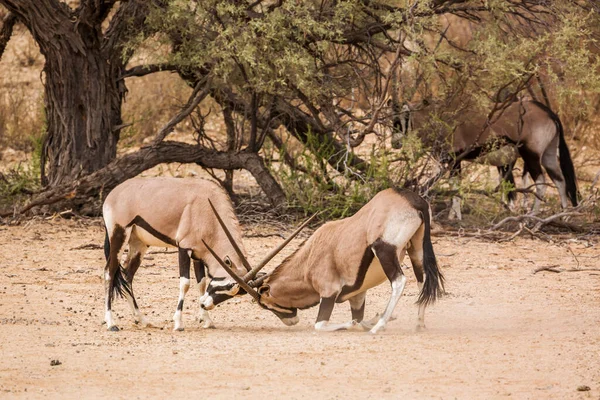 Twee Zuid Afrikaanse Oryx Stier Gevechten Kgalagadi Grensoverschrijdende Park Zuid — Stockfoto