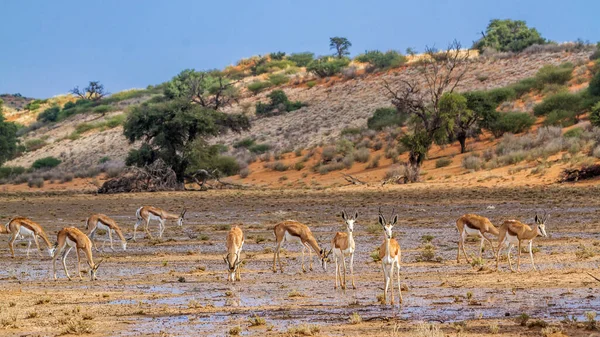 Stádo Springboks Pasoucí Dešti Přeshraničním Parku Kgalagari Jižní Africe Druh — Stock fotografie