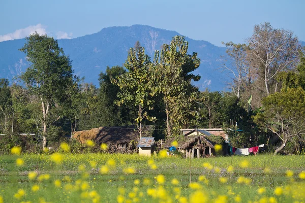 Terai landscape with colza field in Bardia, Nepal — Stock Photo, Image