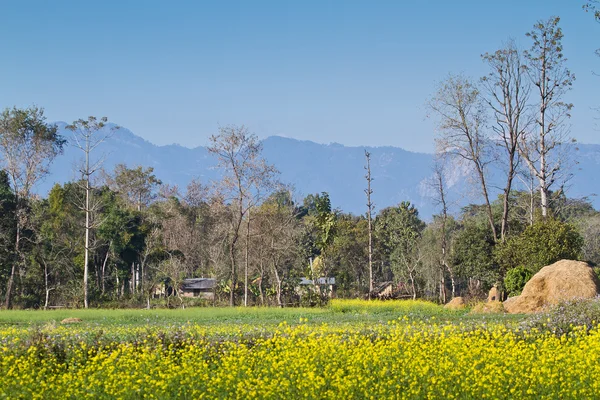 Terai landscape with colza field in Bardia, Nepal — Stock Photo, Image