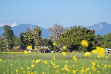 terai yatay, kolza alanında bardia, nepal