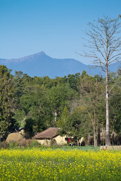 Terai landscape with colza field in Bardia, Nepal — Stock Photo, Image