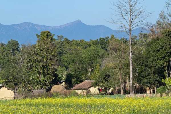 Terai landscape with colza field in Bardia, Nepal — Stock Photo, Image