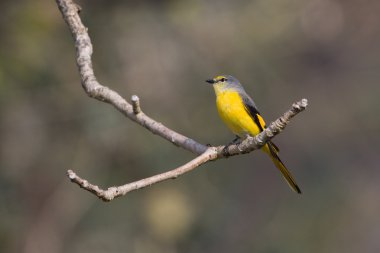 uzun kuyruklu minivet kuş dişi Nepal