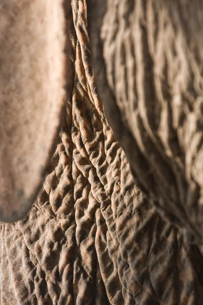 Detail van de olifant gerimpeld huid — Stockfoto