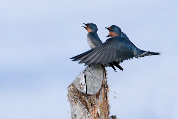 Meeting of pacific swallow in Thailand — Stock Photo, Image