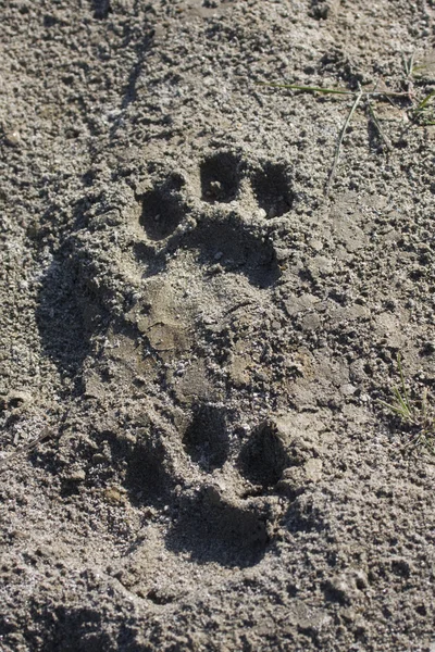 老虎小狗标记在尼泊尔 — 图库照片