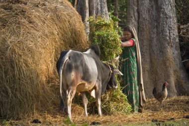 terai, nepal sigara kentsel sahne