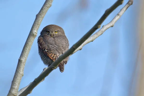 Jungle owlet in Bardia, Nepal — Stock Photo, Image