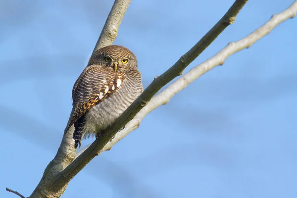 Jungle owlet in Bardia, Nepal — Stock Photo, Image