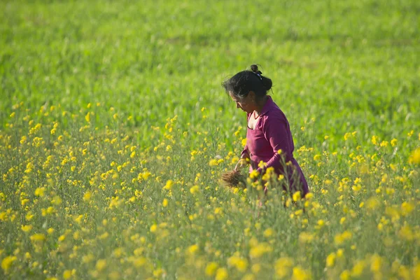 Taru woman in colza field in Nepal — Stock Photo, Image