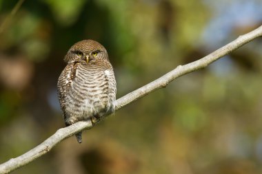 Orman owlet içinde bardia, nepal