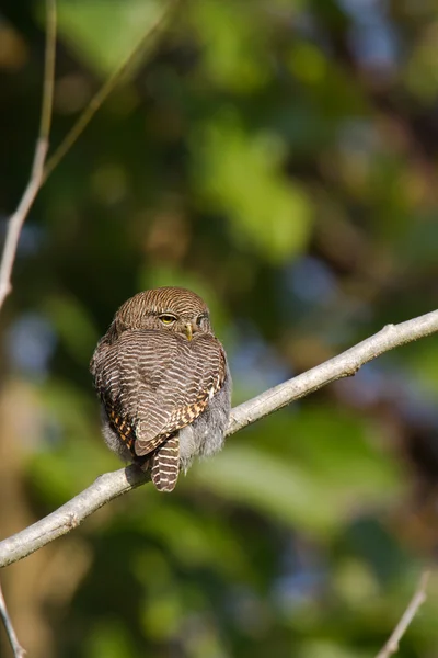 Dschungel Eule in Bardia, Nepal — Stockfoto