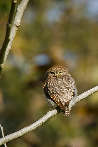 Jungle owlet in Bardia, Nepal — Stock Photo, Image