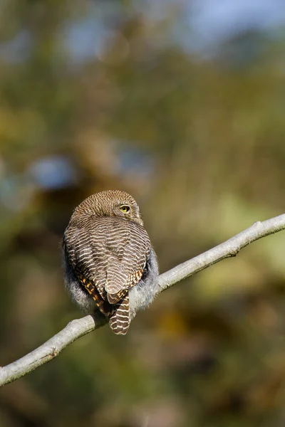 Dschungel Eule in Bardia, Nepal — Stockfoto