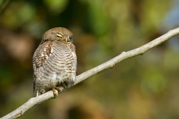 Jungle owlet in Bardia, Nepal — Stockfoto