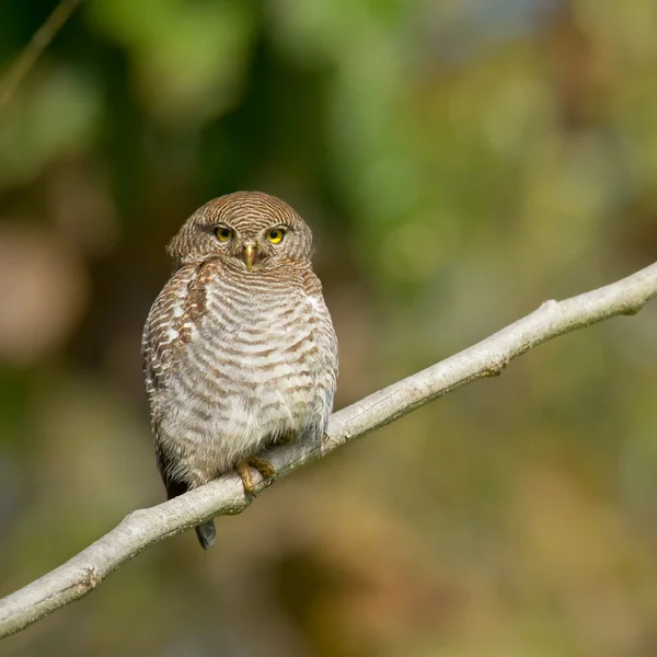 Jungle owlet in Bardia, Nepal — Stock Photo, Image