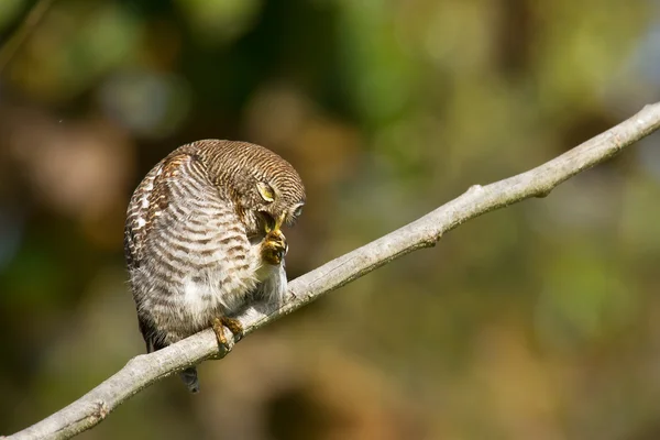 Búho de la selva en Bardia, Nepal — Foto de Stock