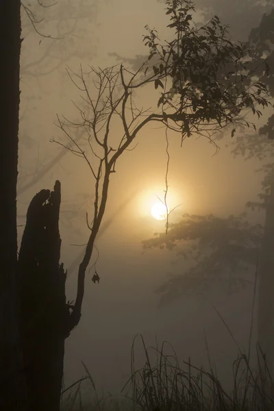 Misty sunrise in Nepali jungle — Stock Photo, Image