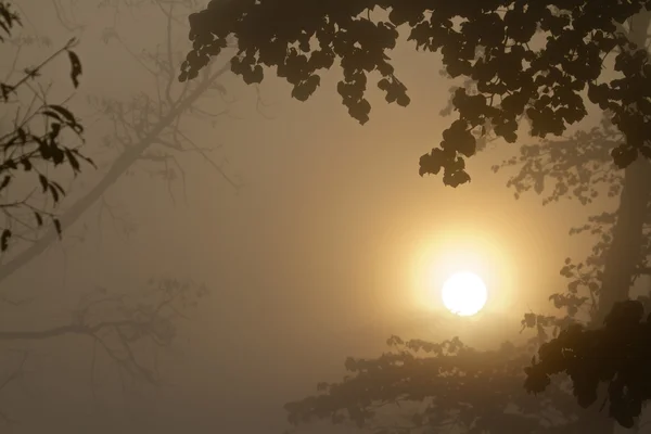 Amanhecer nebuloso na selva nepalesa — Fotografia de Stock