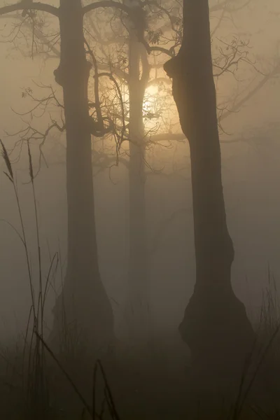 在尼泊尔丛林中的薄雾日出 — 图库照片