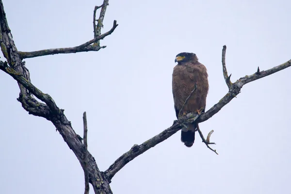 Crested serpent eagle isolated in blue sky — Stock Photo, Image
