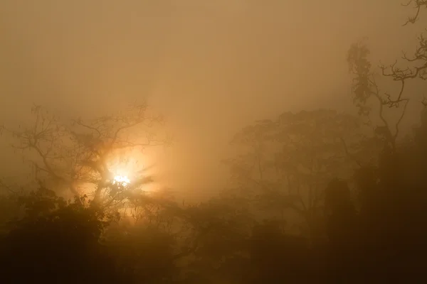Amanhecer nebuloso na selva nepalesa — Fotografia de Stock