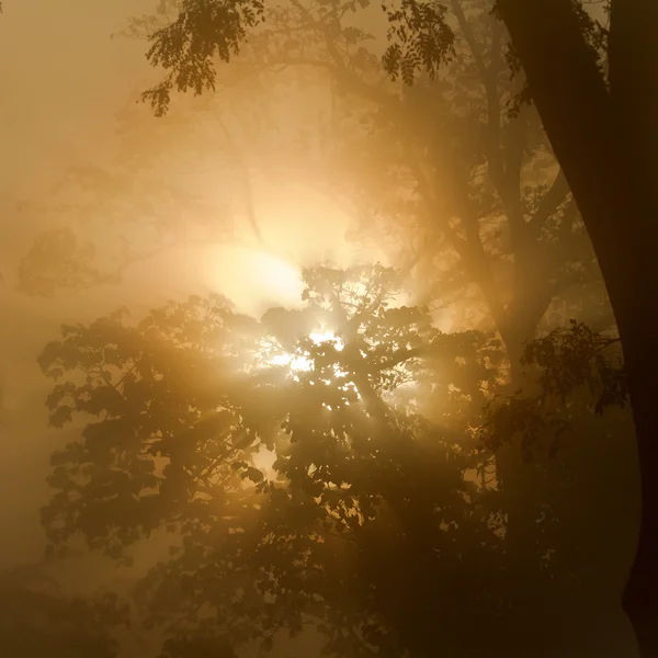 Salida del sol brumoso en la selva nepalí — Foto de Stock