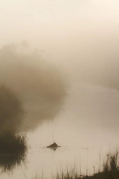 Misty morning in jungle river in Nepal — Stock Photo, Image