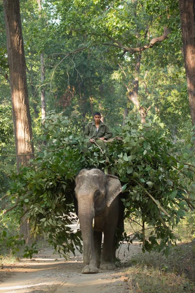 Mahout équitation éléphant domestique dans la jungle nepali — Photo