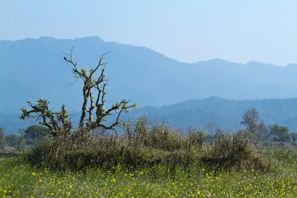 Terai, Bardia, Nepal uzak bölgede — Stok fotoğraf