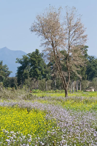 Remote area in Terai, Bardia, Nepal — Stock Photo, Image