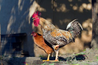 Yerli tavuk ve tavuk Nepal