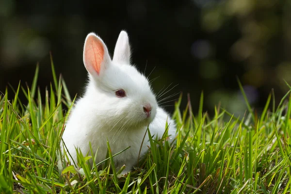 Baby królik w trawie — Zdjęcie stockowe