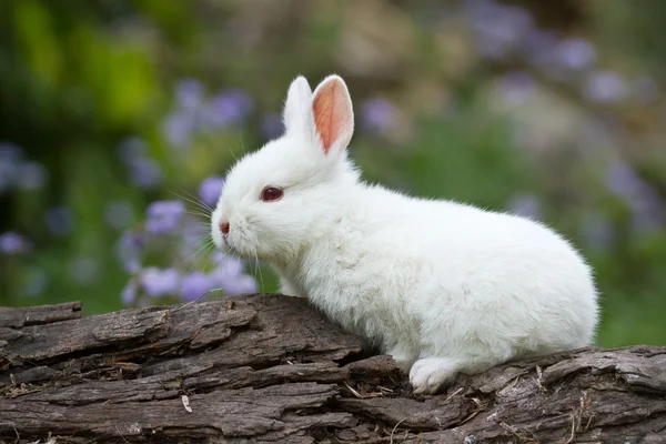 Крольчонок в траве — стоковое фото