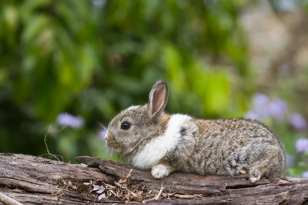 Baby rabbit in grass — Stock Photo, Image