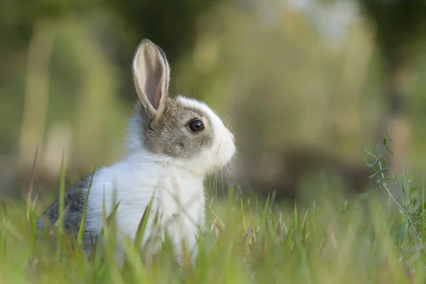 Baby coniglio in erba — Foto Stock