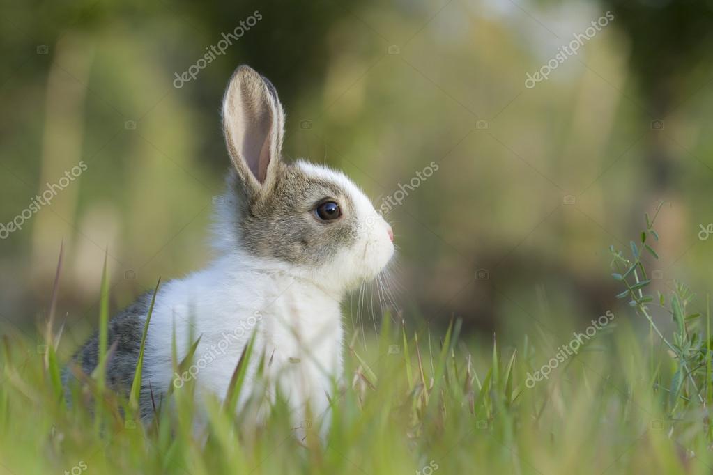 Bebe Lapin Images Libres De Droit Photos De Bebe Lapin Depositphotos