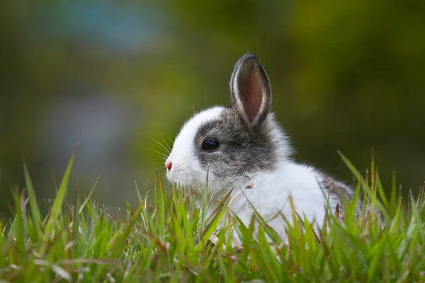 草の中の赤ちゃんウサギ — ストック写真